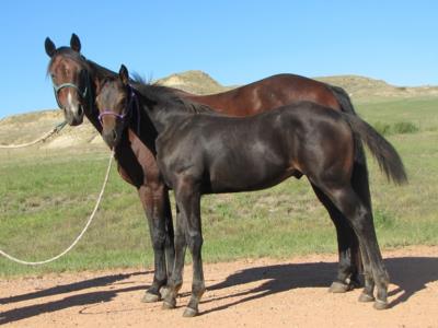 Leta Reed JB<br>AQHA 5154964